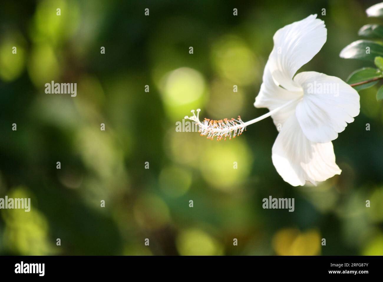 White Chinese hibiscus (Hibiscus rosa-sinensis) in bloom : (pix Sanjiv Shukla) Stock Photo