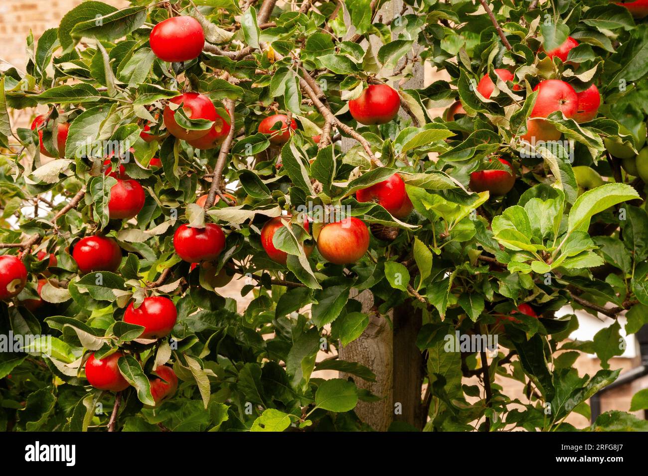 A Discovery Apple tree. The red apples are ripe and ready for picking. Stock Photo