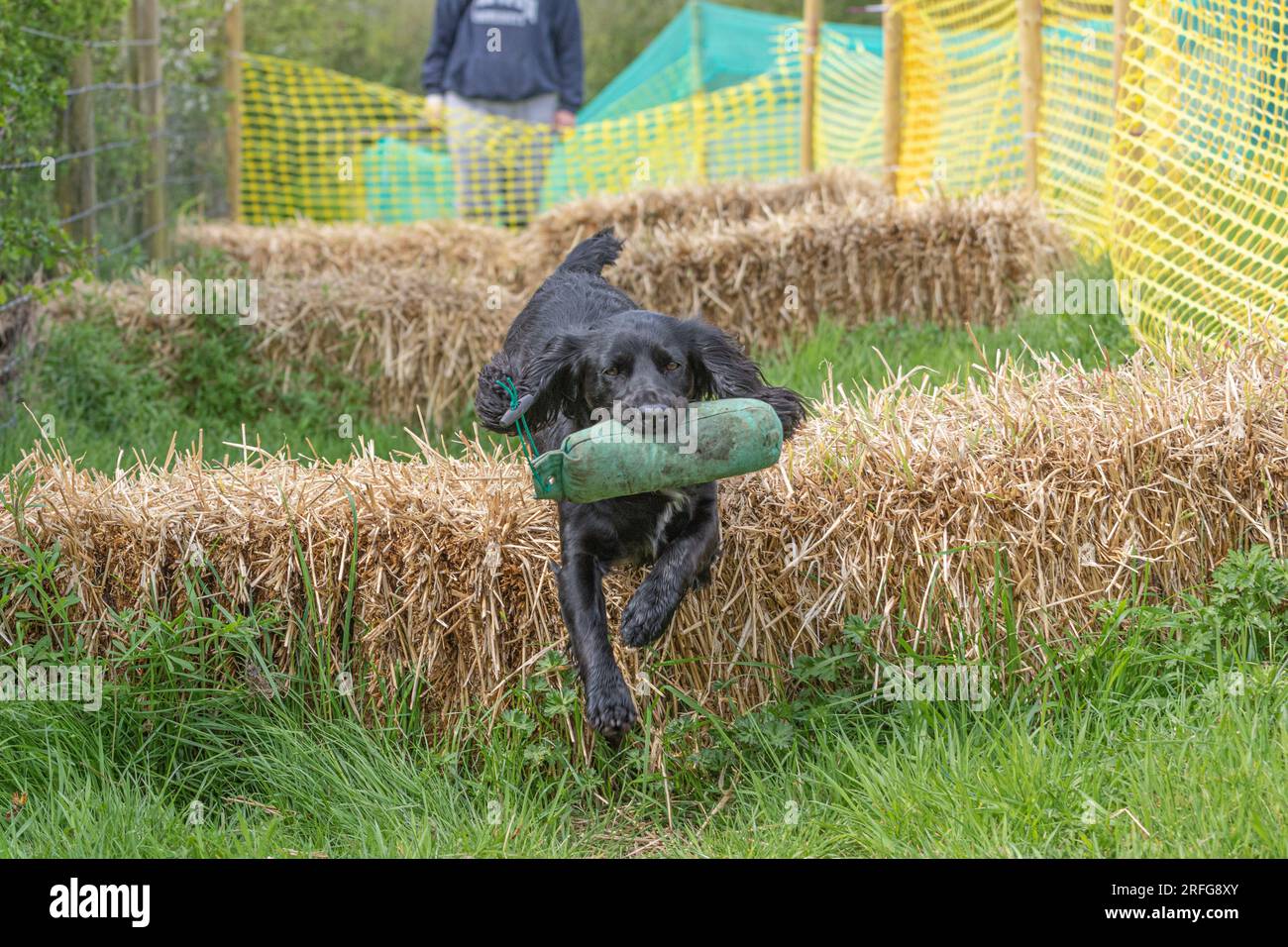 Working Springer and Cocker Spaniels gun dog training session