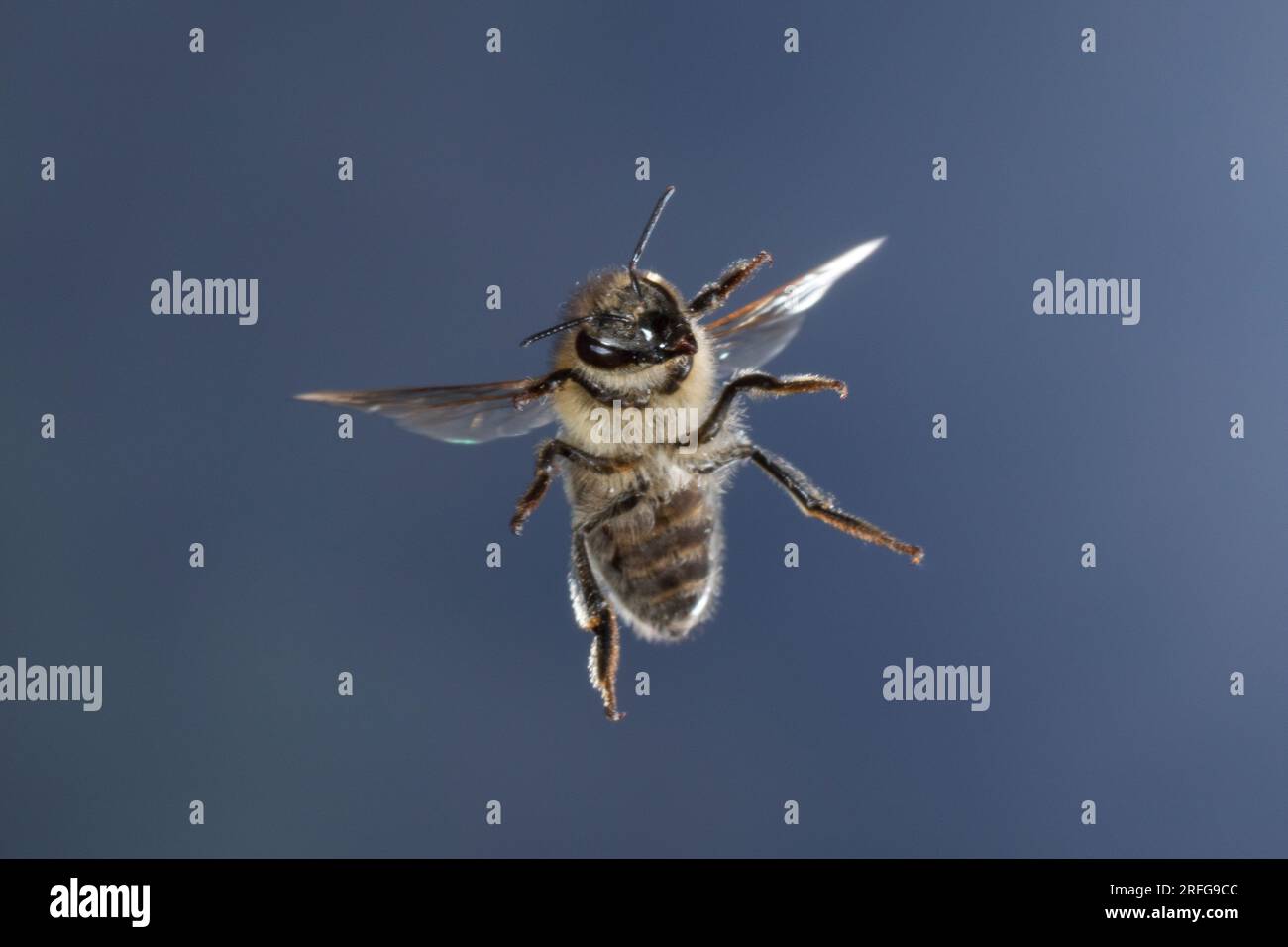 Honigbiene, Honig-Biene, Europäische Honigbiene, Westliche Honigbiene, Flug, fliegend, Biene, Bienen, Apis mellifera, Apis mellifica, honey bee, hive Stock Photo
