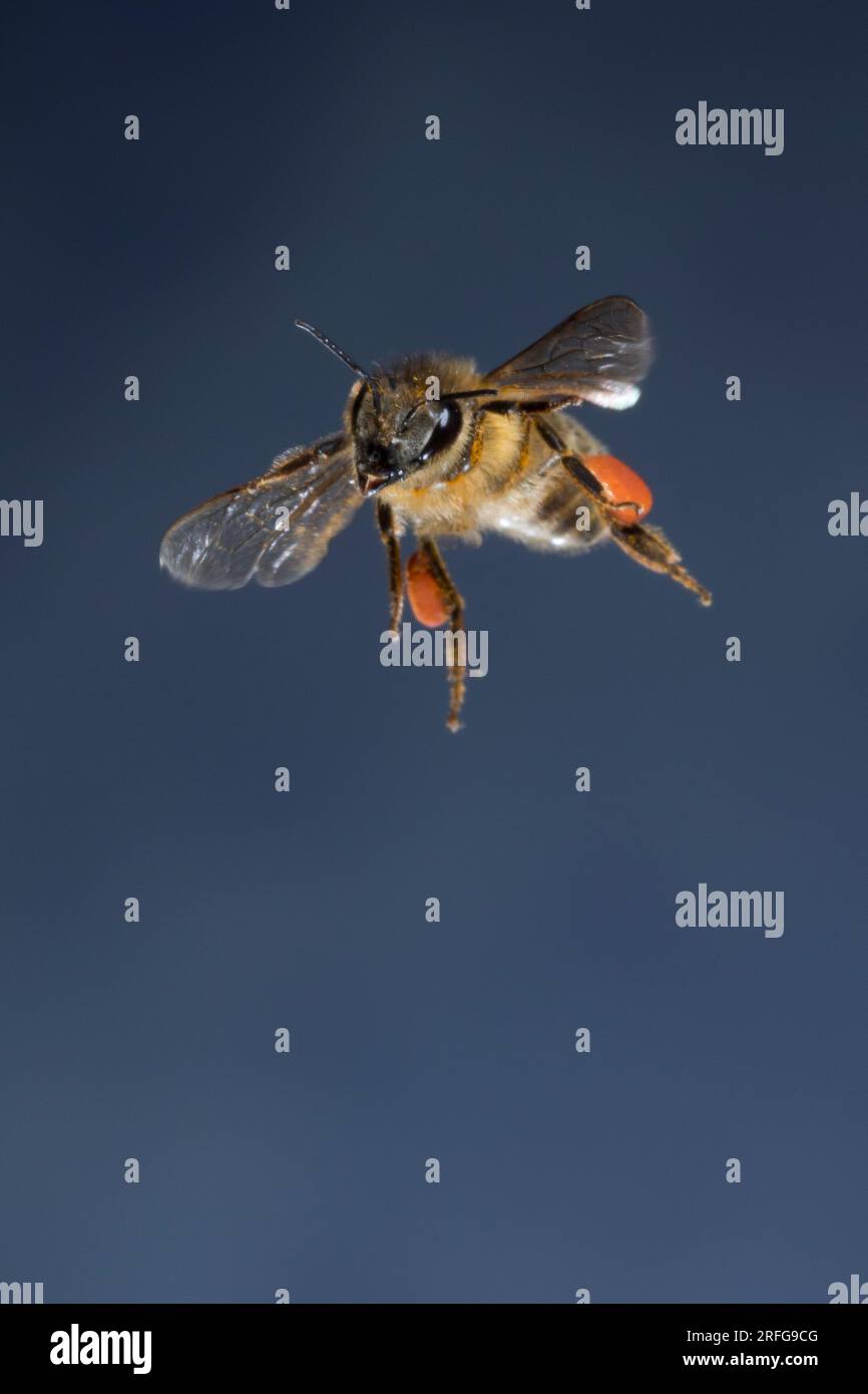 Honigbiene, Honig-Biene, Europäische Honigbiene, Westliche Honigbiene, Flug, fliegend, Pollenhöschen, Biene, Bienen, Apis mellifera, Apis mellifica, h Stock Photo