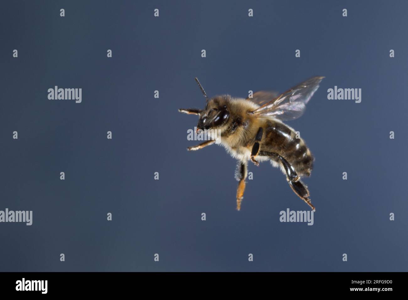 Honigbiene, Honig-Biene, Europäische Honigbiene, Westliche Honigbiene, Flug, fliegend, Biene, Bienen, Apis mellifera, Apis mellifica, honey bee, hive Stock Photo