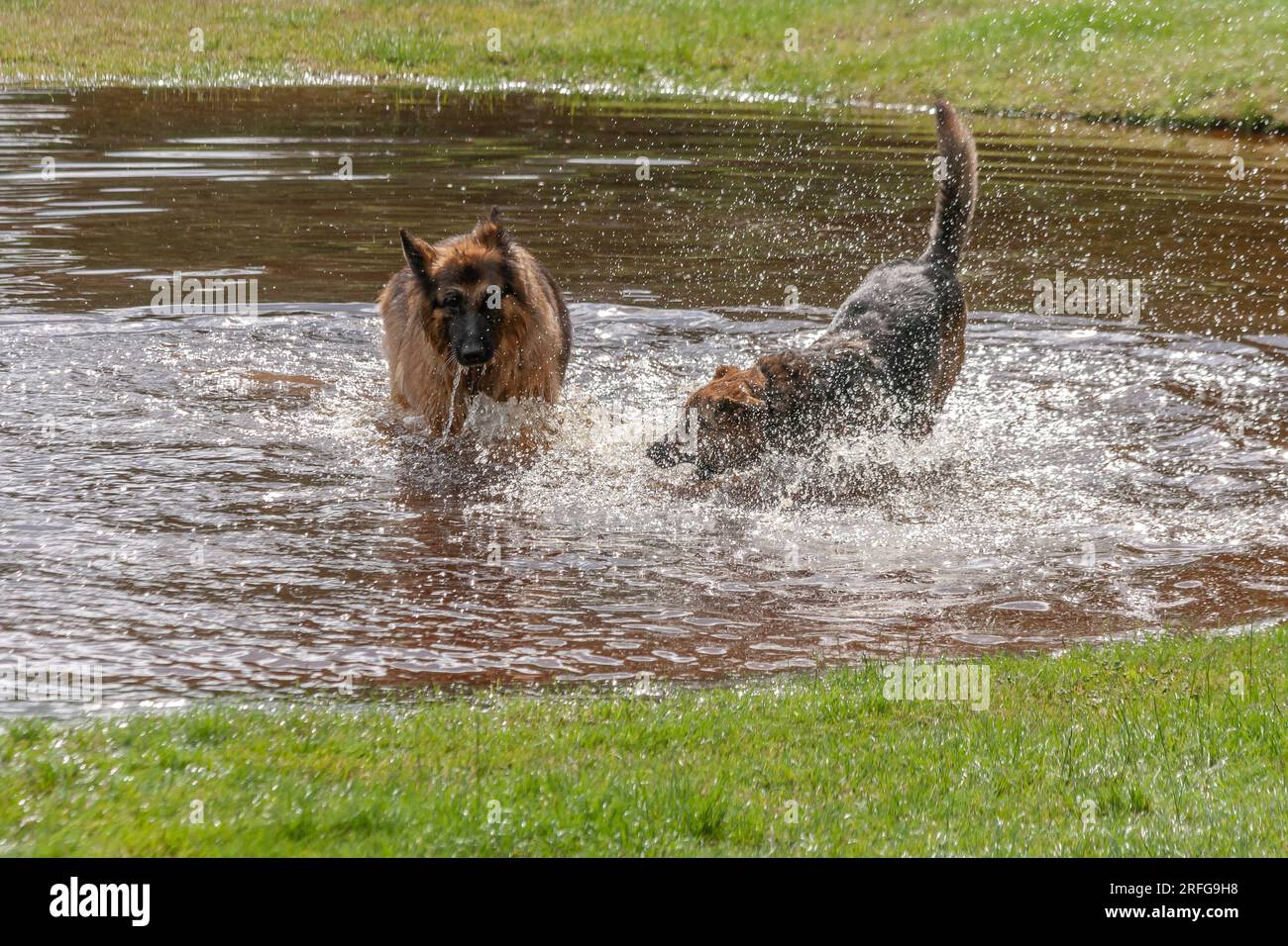 Two dogs (a German Shepherd and a cross breed) play in a pool of water. Stock Photo