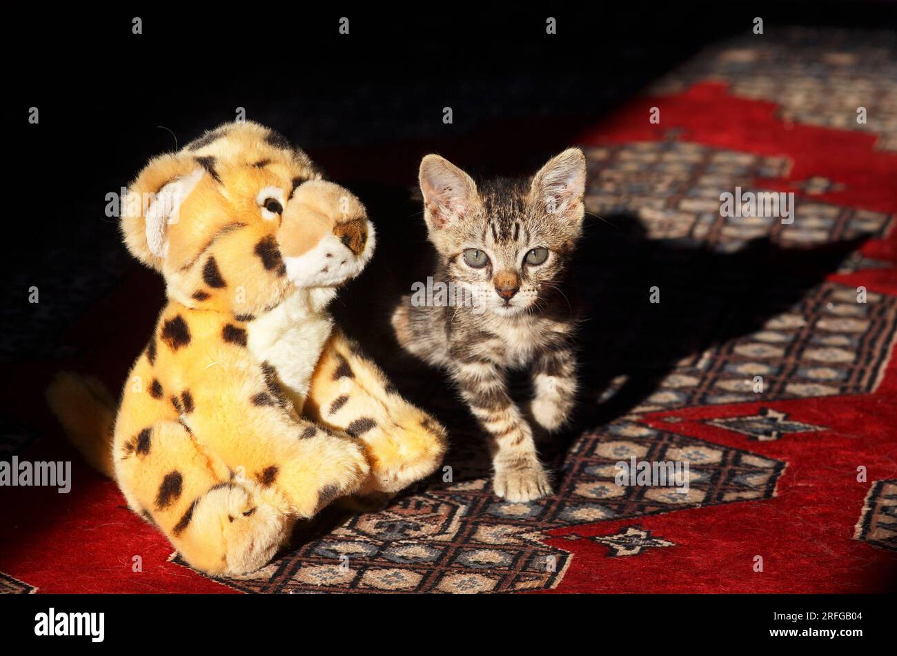 Cute eight week old tabby kitten with a soft, cuddly toy leopard Stock Photo