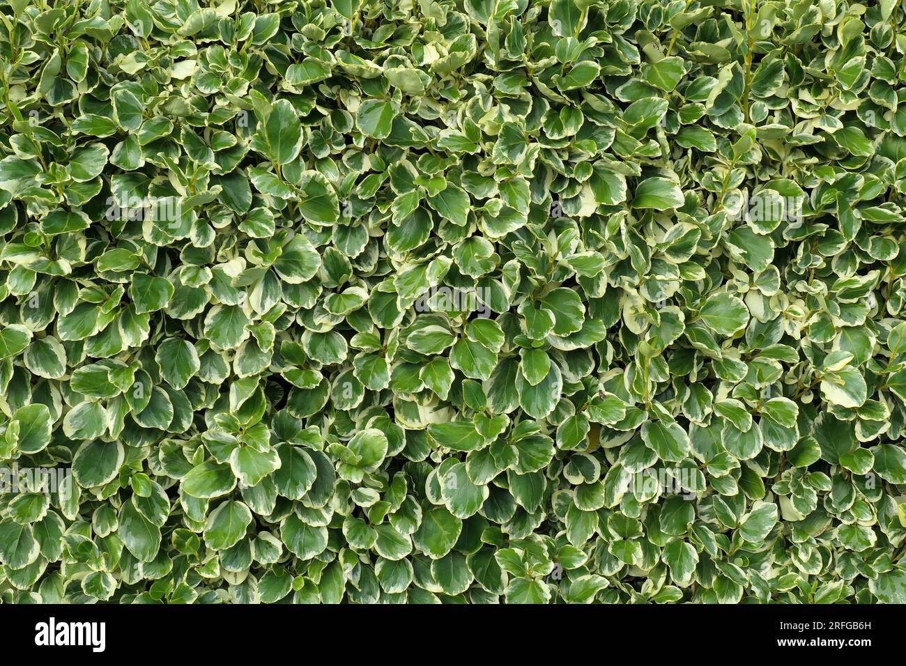 Closeup of the cream white green variegated leaves of the perennial evergreen garden shrub Griselinia littoralis Variegata filling the frame. Stock Photo