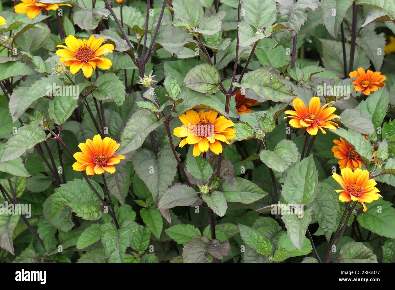 Closeup of the yellow summer flowering herbaceous perennial garden plant heliopsis helianthoides var. scabra bleeding hearts or North American Ox Eye. Stock Photo