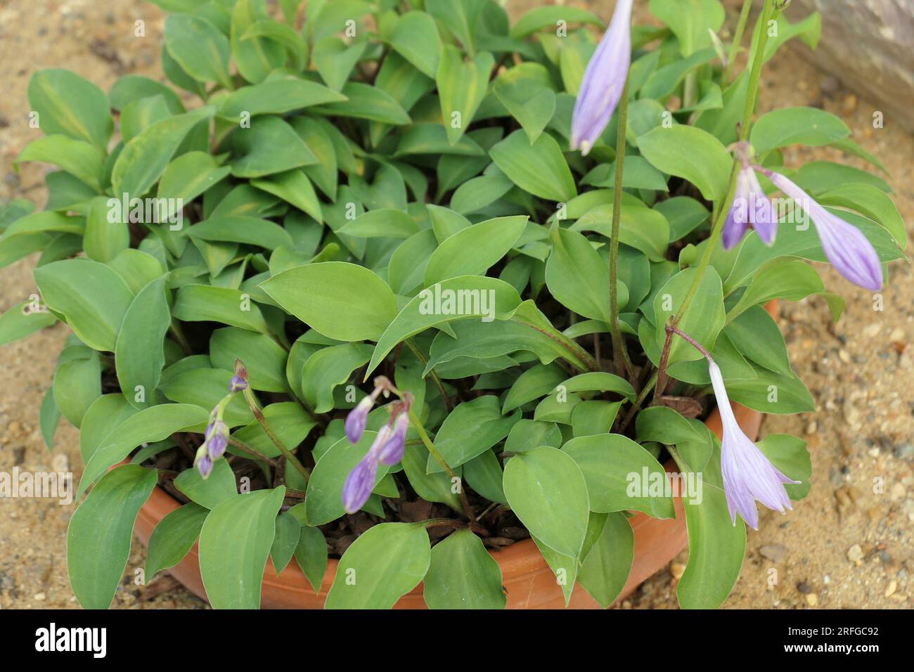Closeup of the small miniature violet flowering perennial garden planthosta venusta or Plantain Lily. Stock Photo