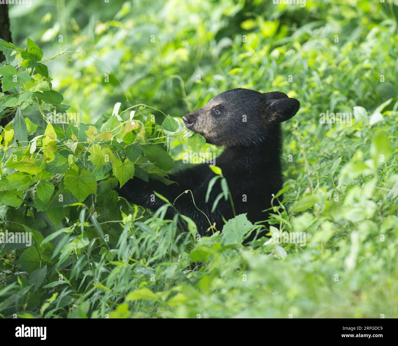 Adorable baby black bear hi-res stock photography and images - Alamy