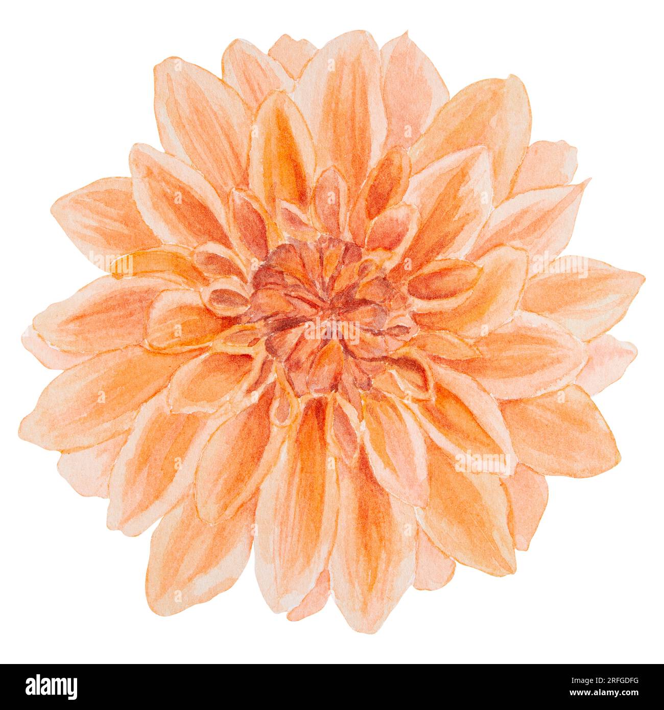 Dahlia botanical drawing hi-res stock photography and images Dahlia botanical drawing hi-res stock photography and images