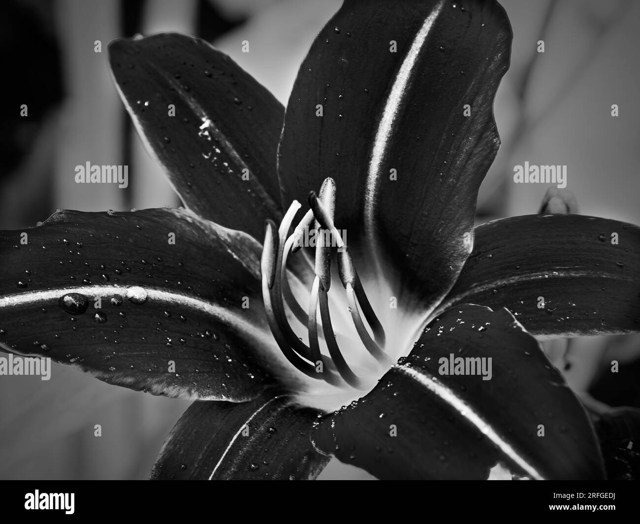 Lily close-up in black & white Stock Photo