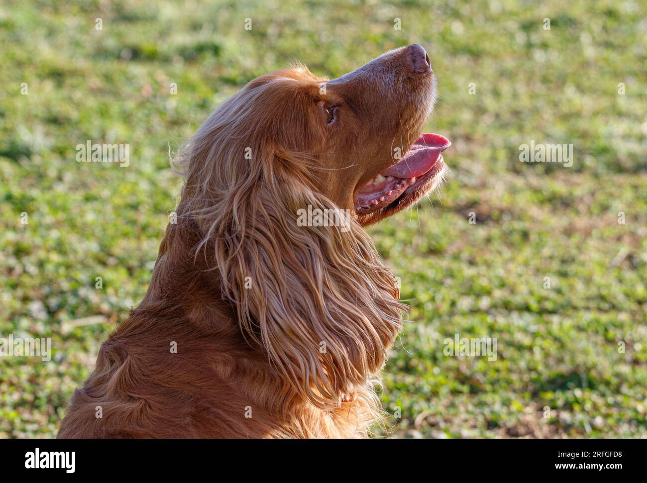 Working Springer and Cocker Spaniels gun dog training session