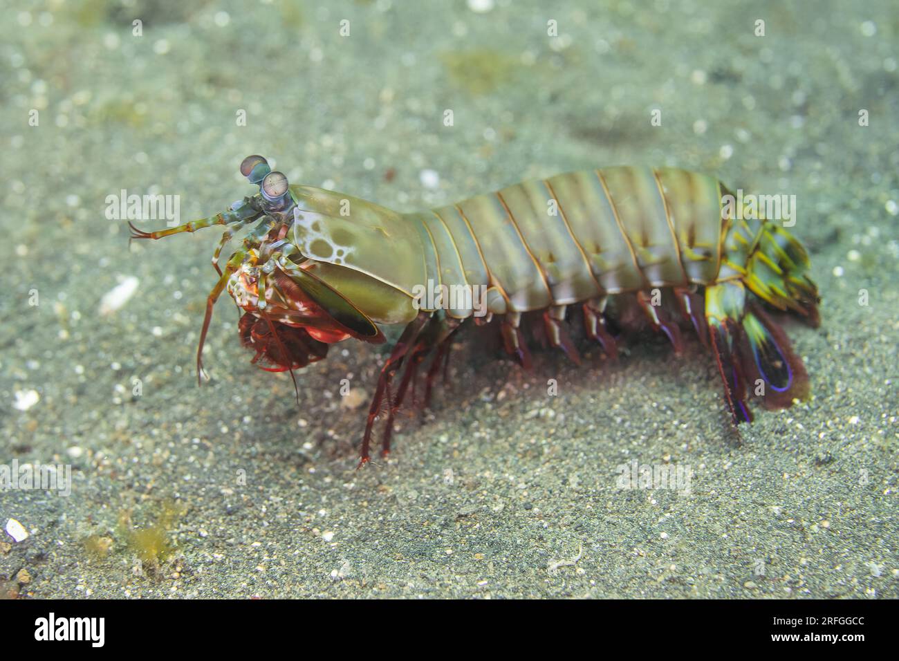 Mantis shrimp punch hi-res stock photography and images - Alamy