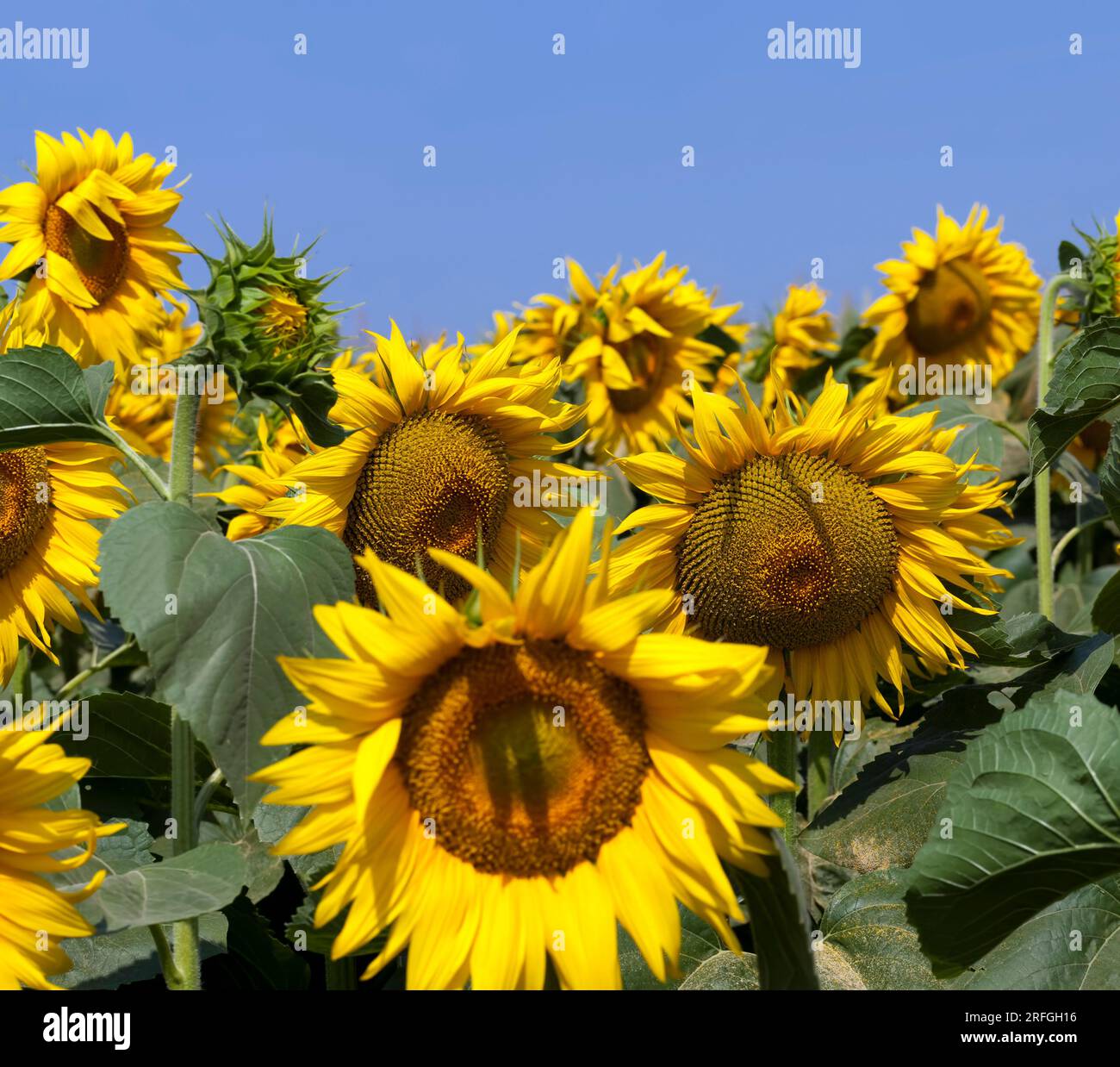 sunflowers during flowering in sunny weather, an agricultural field with growing sunflowers