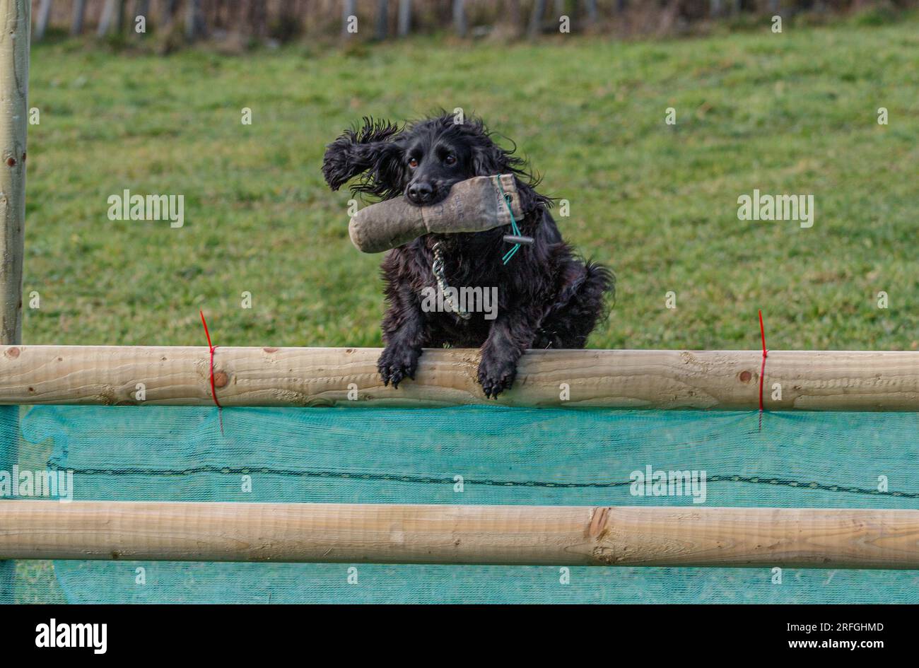 Working Springer and Cocker Spaniels gun dog training session