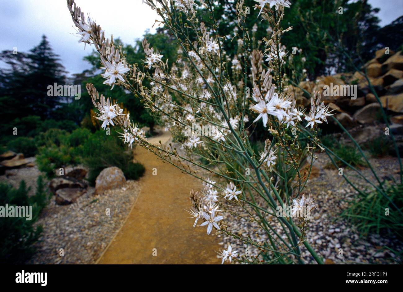 Blue Mountains NSW Australia Mount Tomah Botanical Gardens Stock Photo