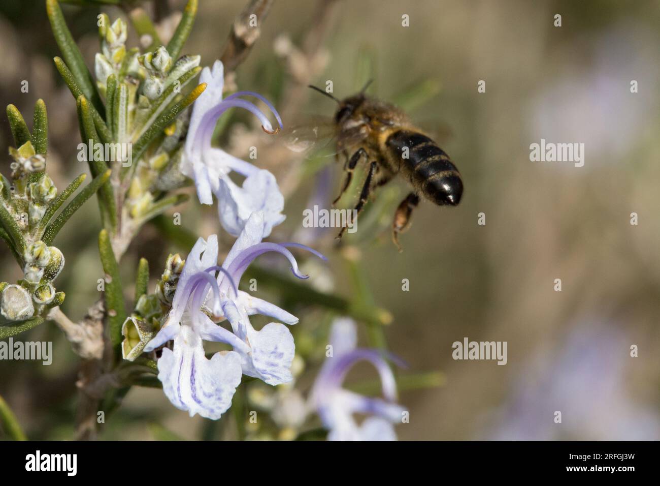 Apis mellifera (european bee), approaching flower of rosemary plant in flight Stock Photo