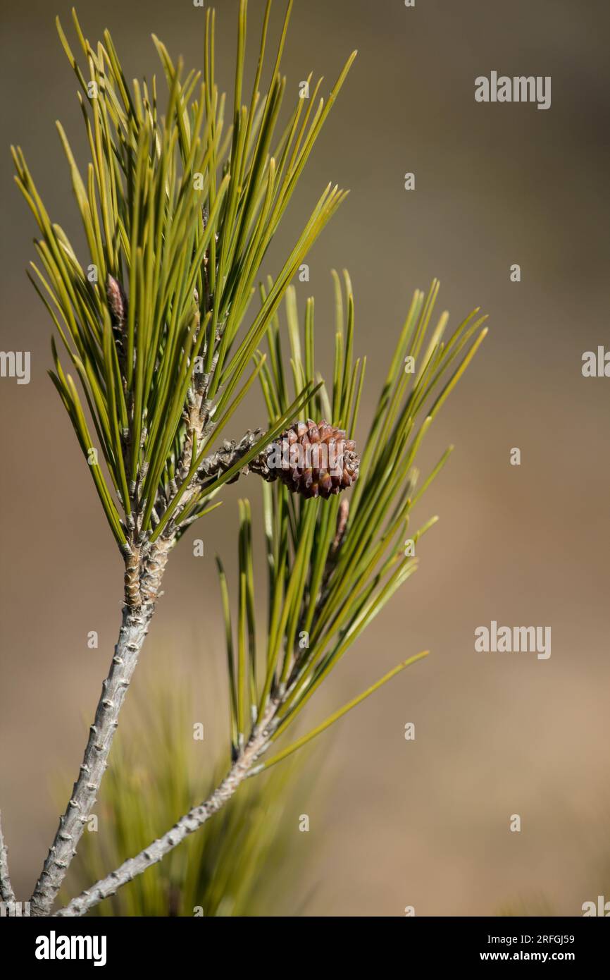 Macro of pine leaves and young pine cone with nice bokeh Stock Photo