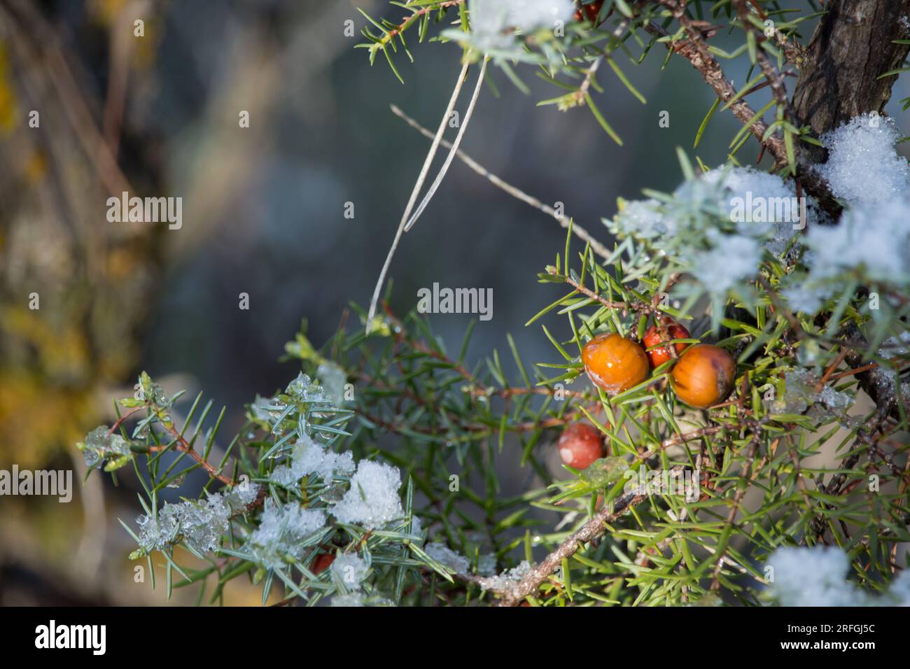 Plant with fruits of Juniperus oxycedrus (juniper) during the thaw after a snowfall in Alcoi, Spain Stock Photo