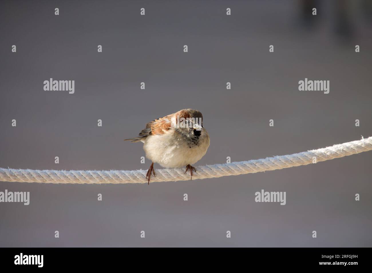 Sparrow waiting to find food leaning on a rope that limits the terrace of a bar Stock Photo
