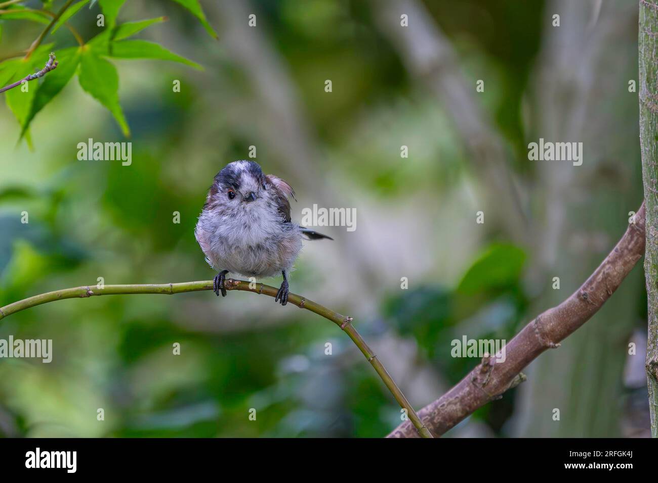 Long tail tit sitting on a branch Stock Photo