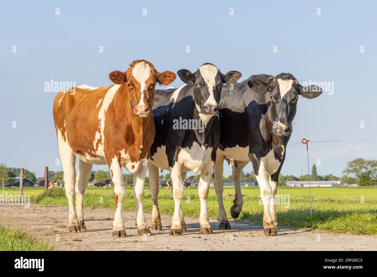 3 cows on a path, black red and  white, standing together, in a row next to each other and looking, green grass and a blue sky Stock Photo