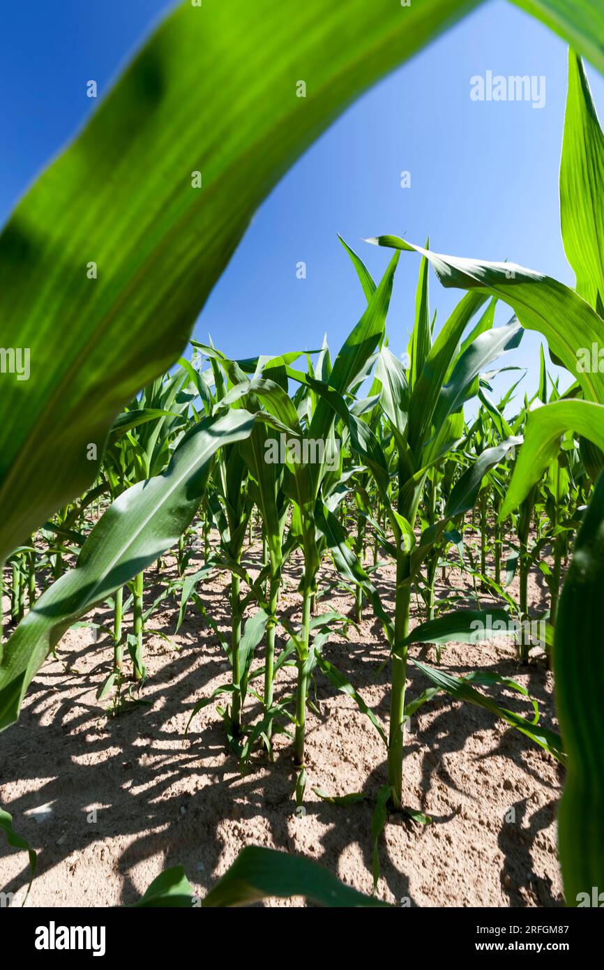 green young corn in an agricultural field, a field where green sprouts ...