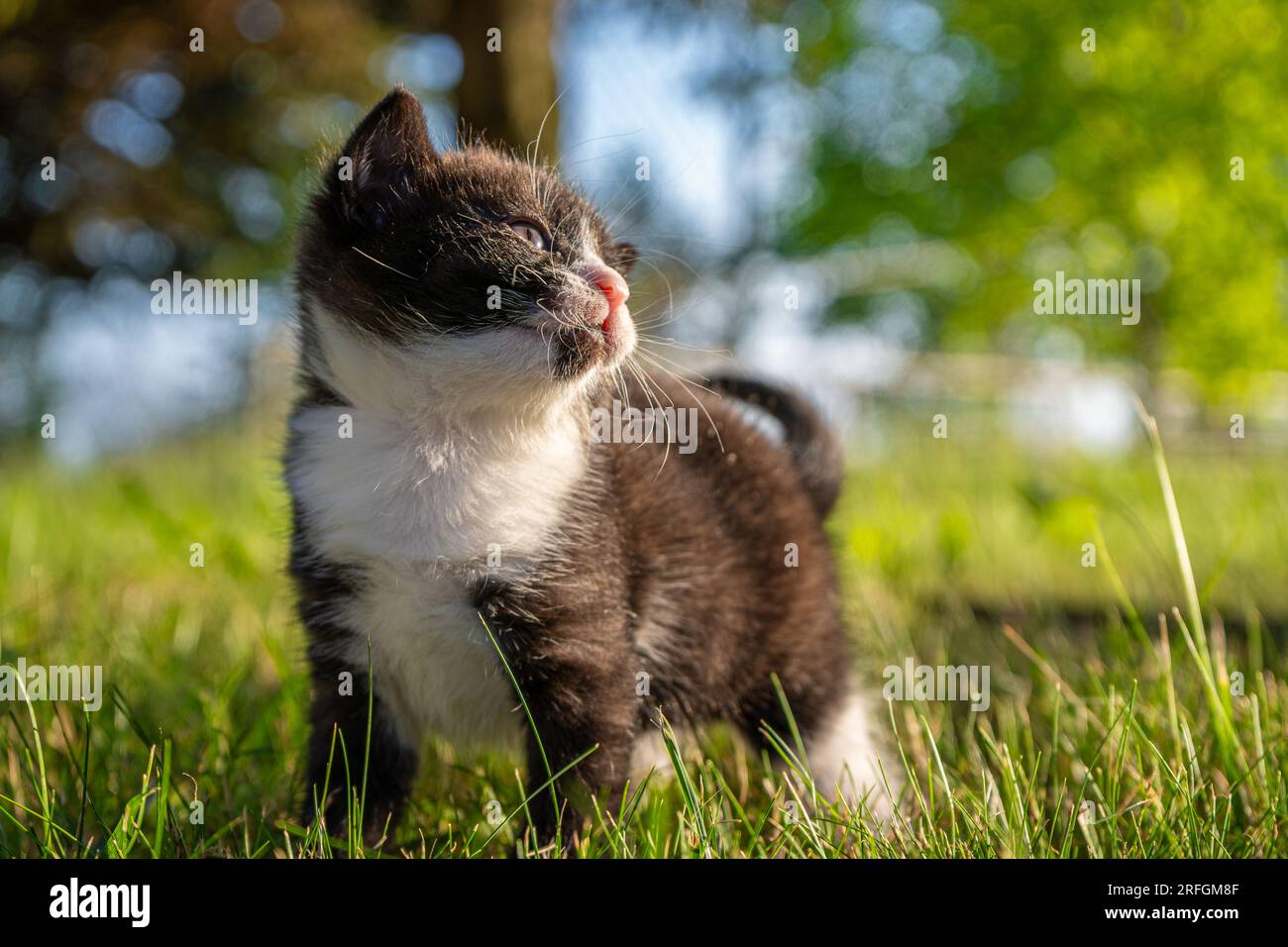 Cute and small black and white kitten walking in the grass Stock Photo ...