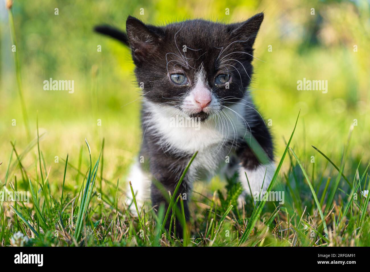 Cute and small black and white kitten walking in the grass Stock Photo ...