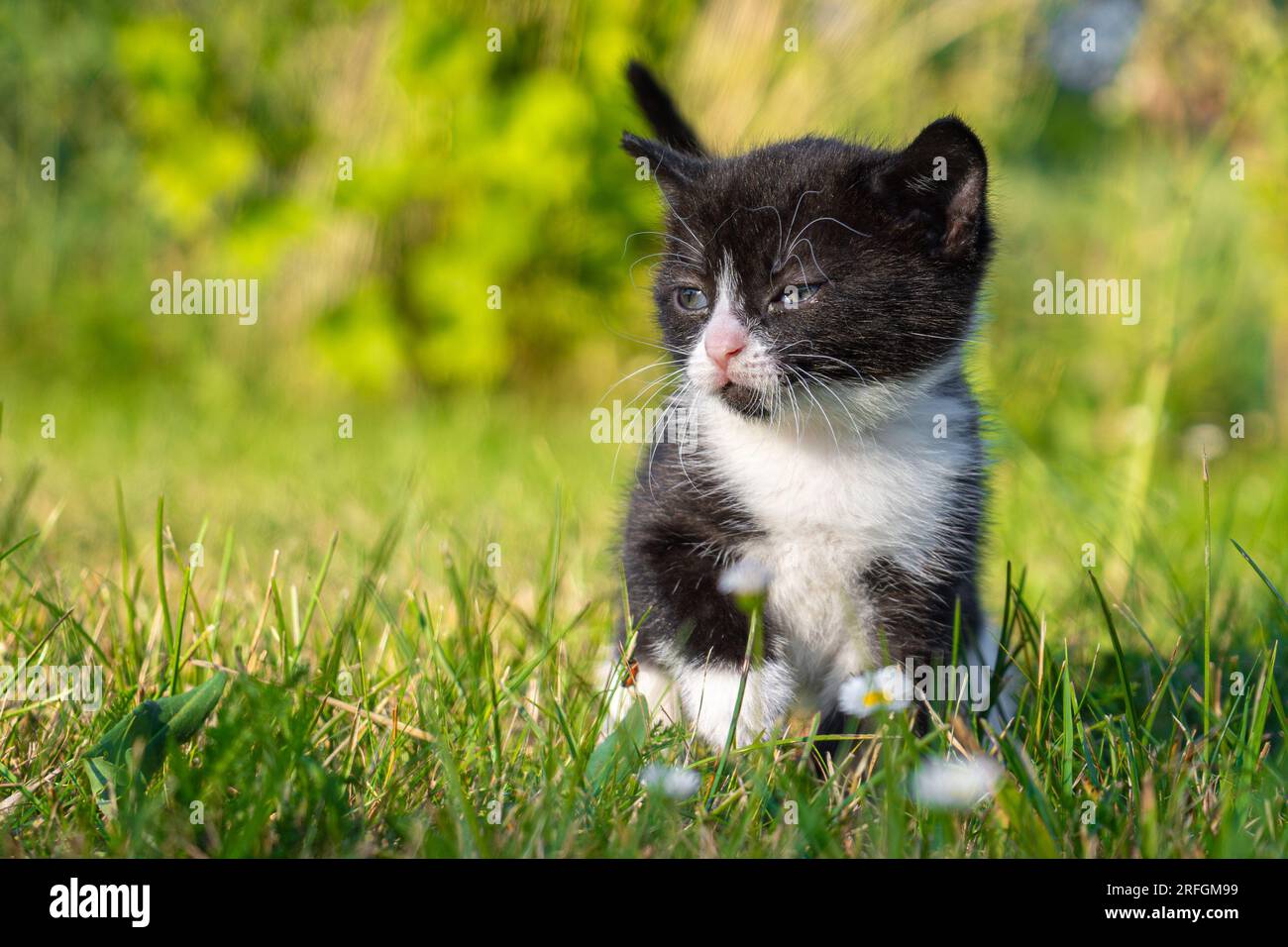 Cute and small black and white kitten walking in the grass Stock Photo ...