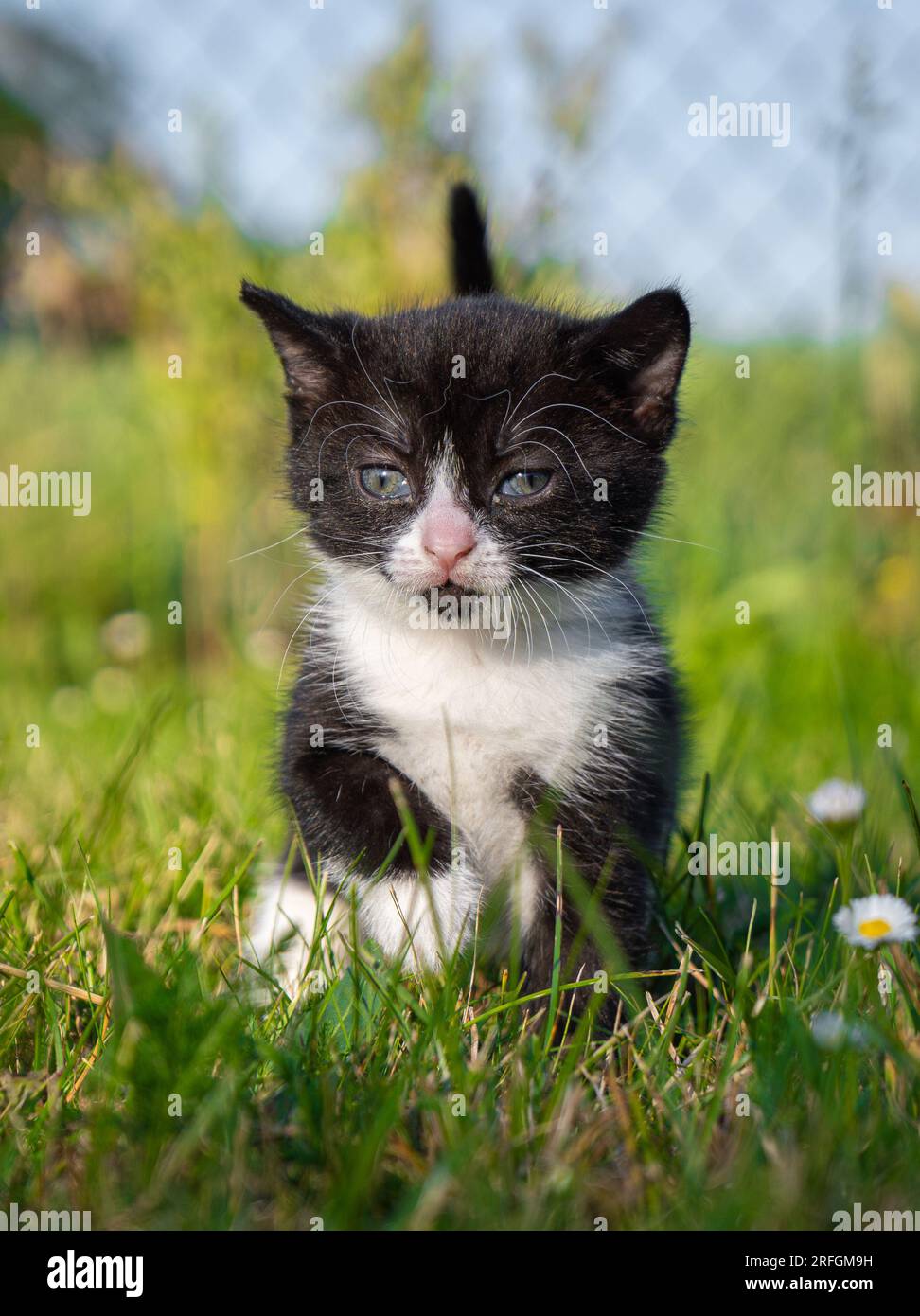 Cute and small black and white kitten walking in the grass Stock Photo ...