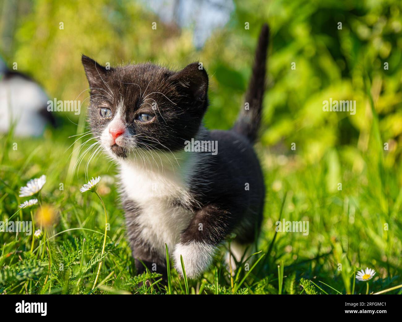 Cute and small black and white kitten walking in the grass Stock Photo ...