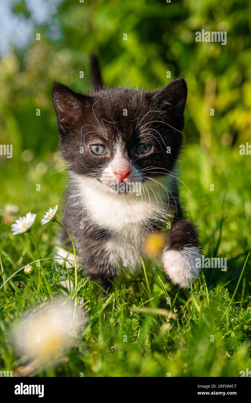 Cute and small black and white kitten walking in the grass Stock Photo ...