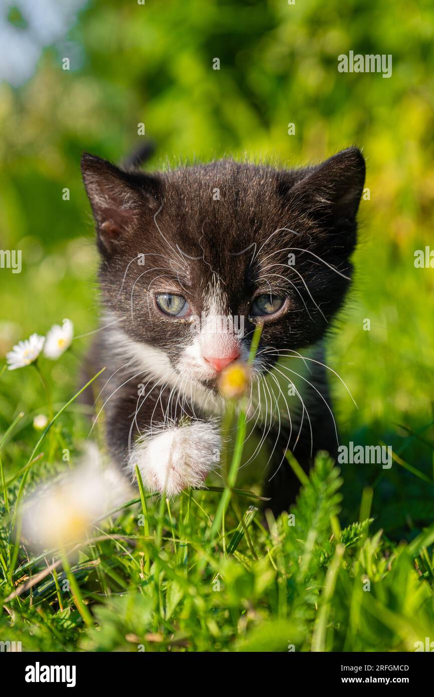 Cute and small black and white kitten walking in the grass Stock Photo ...