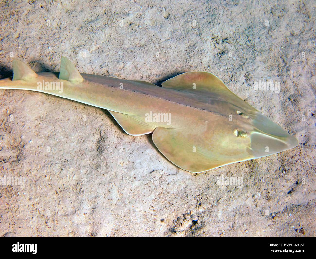 The halavi guitarfish - (Glaucostegus halavi), underwater photo into the Red Sea Stock Photo