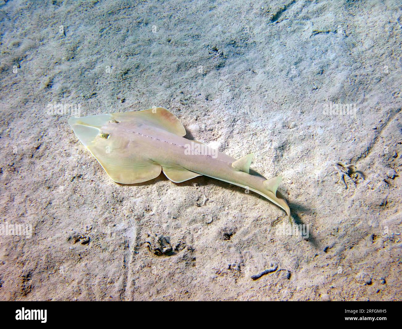The halavi guitarfish - (Glaucostegus halavi), underwater photo into the Red Sea Stock Photo