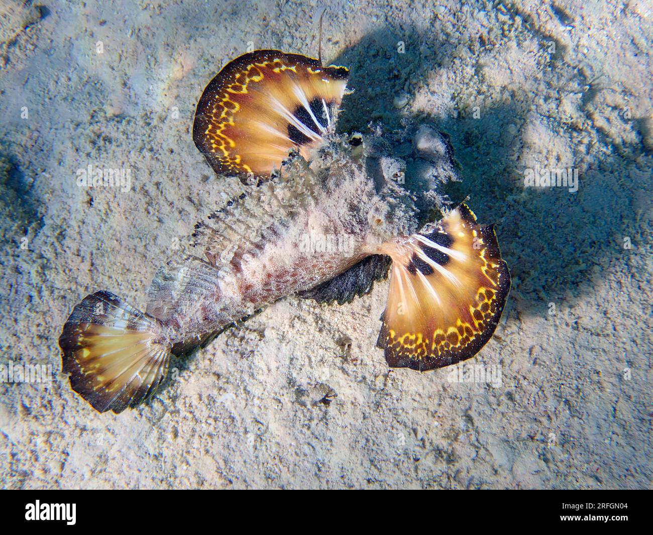 Inimicus filamentosus, also known as the filament-finned stinger, underwater photo into the Red Sea Stock Photo