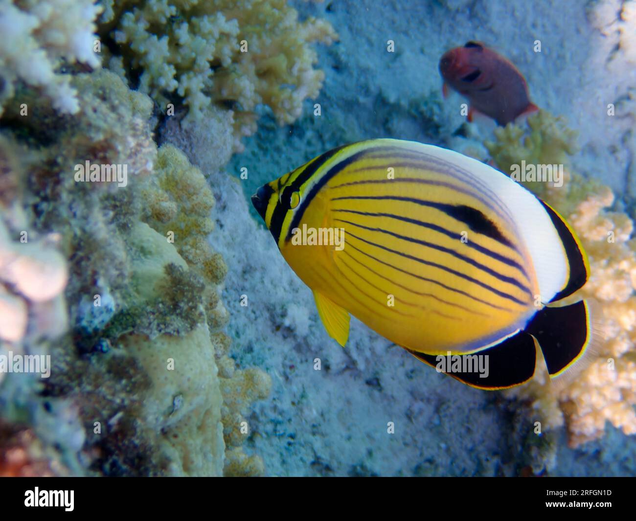 Blacktail butterflyfish - (chaetodon austriacus), underwater photo into the Red Sea Stock Photo