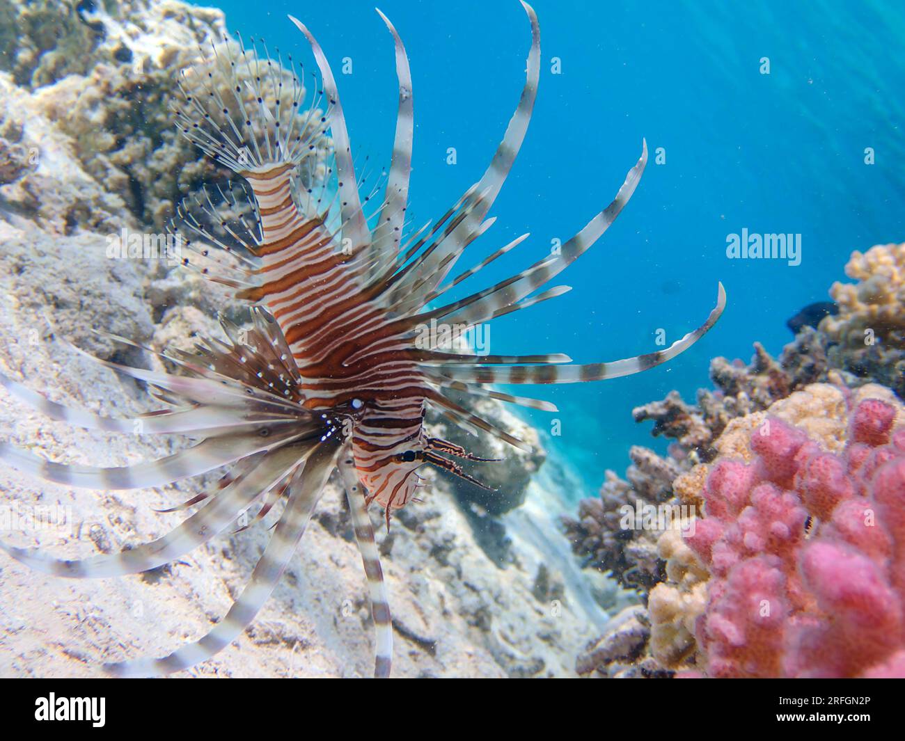 Lionfish (Pterois volitans) in the Red Sea, underwater photography Stock Photo