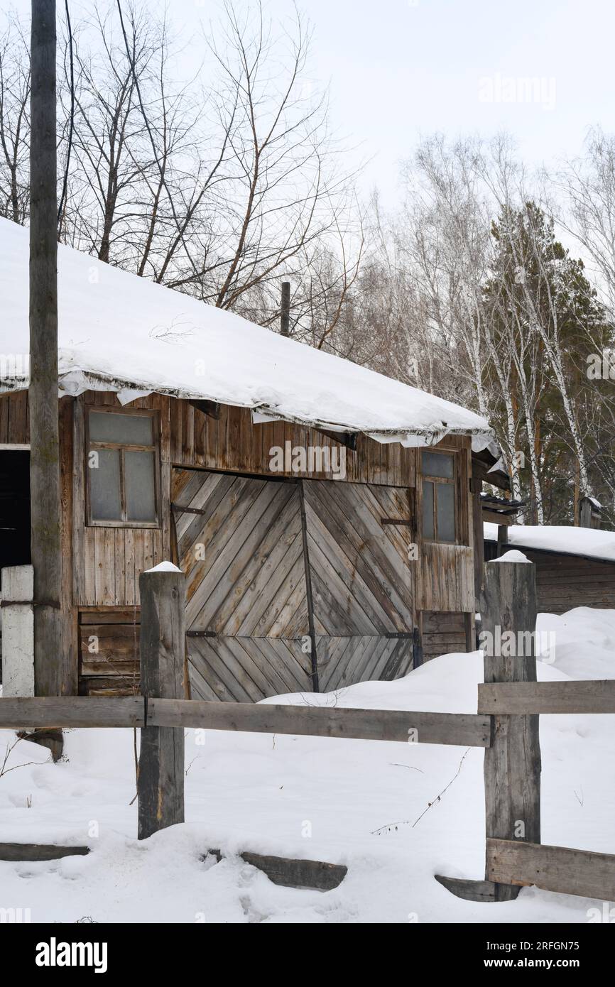 An old wooden abandoned house covered with snow in a birch forest in ...