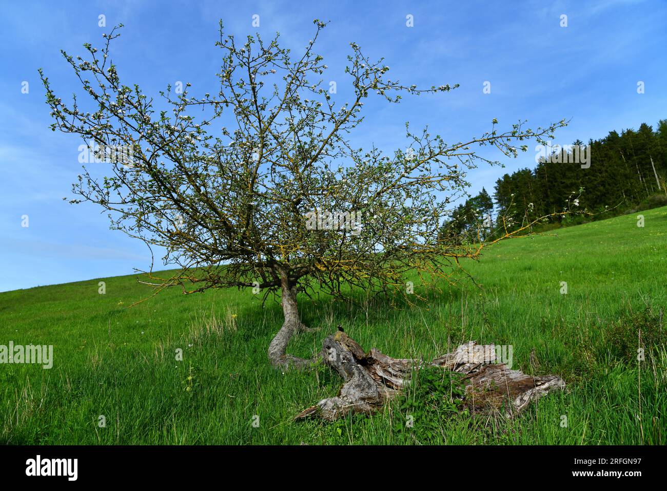 dead apple tree that keeps blooming Stock Photo Alamy