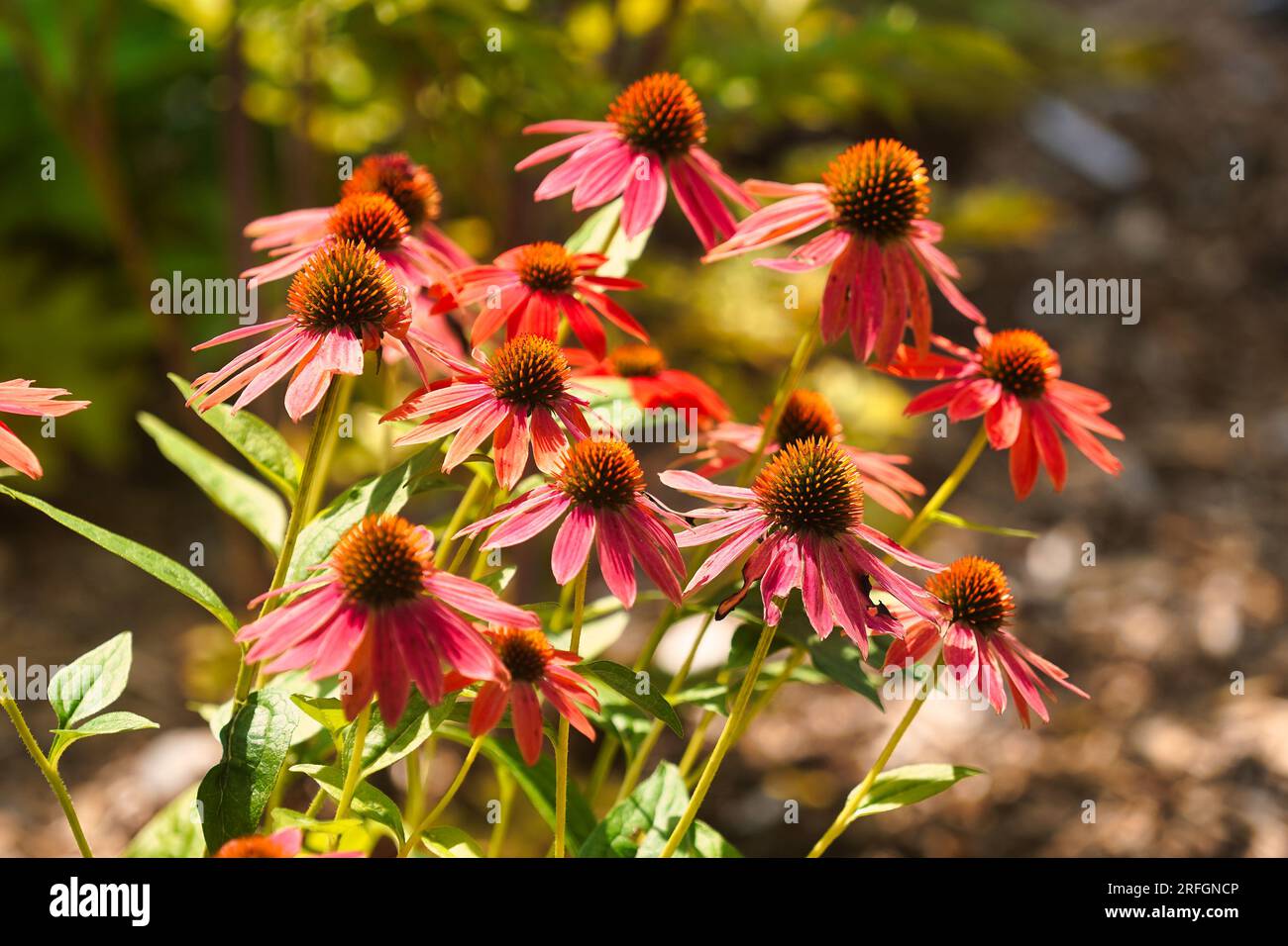 Coneflowers growing wild in a field Stock Photo Alamy