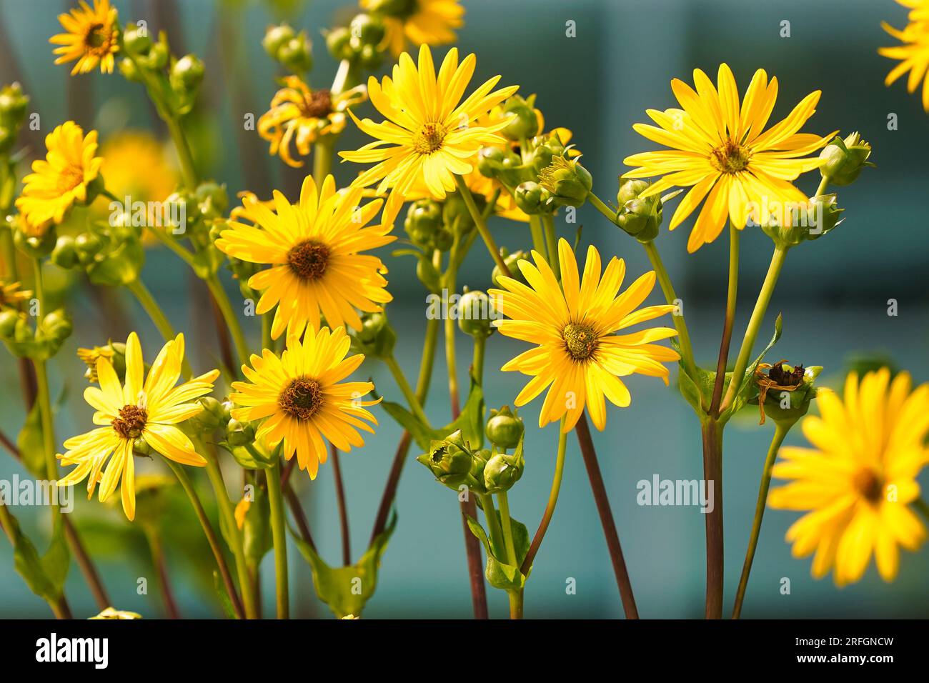 Cup plant growing wild in field Stock Photo Alamy