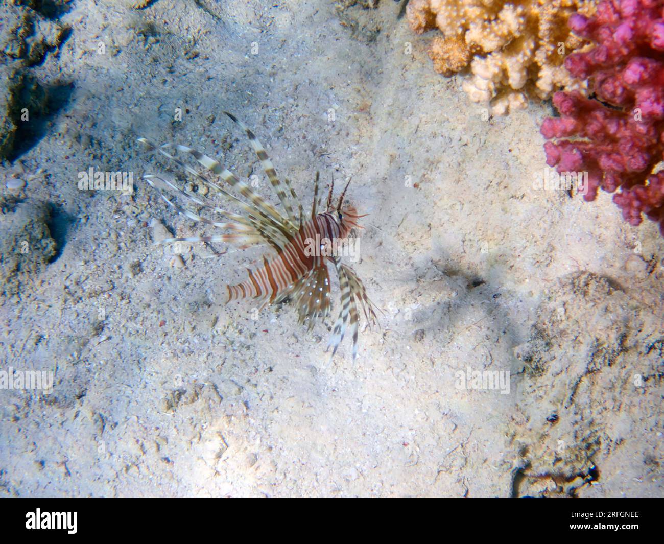 Lionfish (Pterois volitans) in the Red Sea, underwater photography Stock Photo