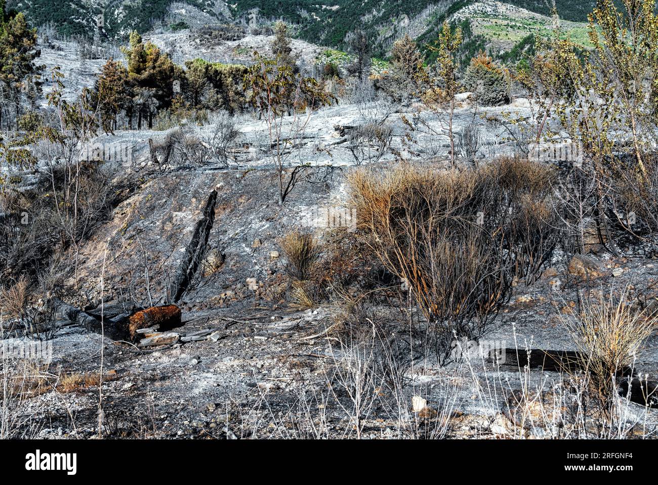 what remains of the forest after the fire in the mountains Stock Photo