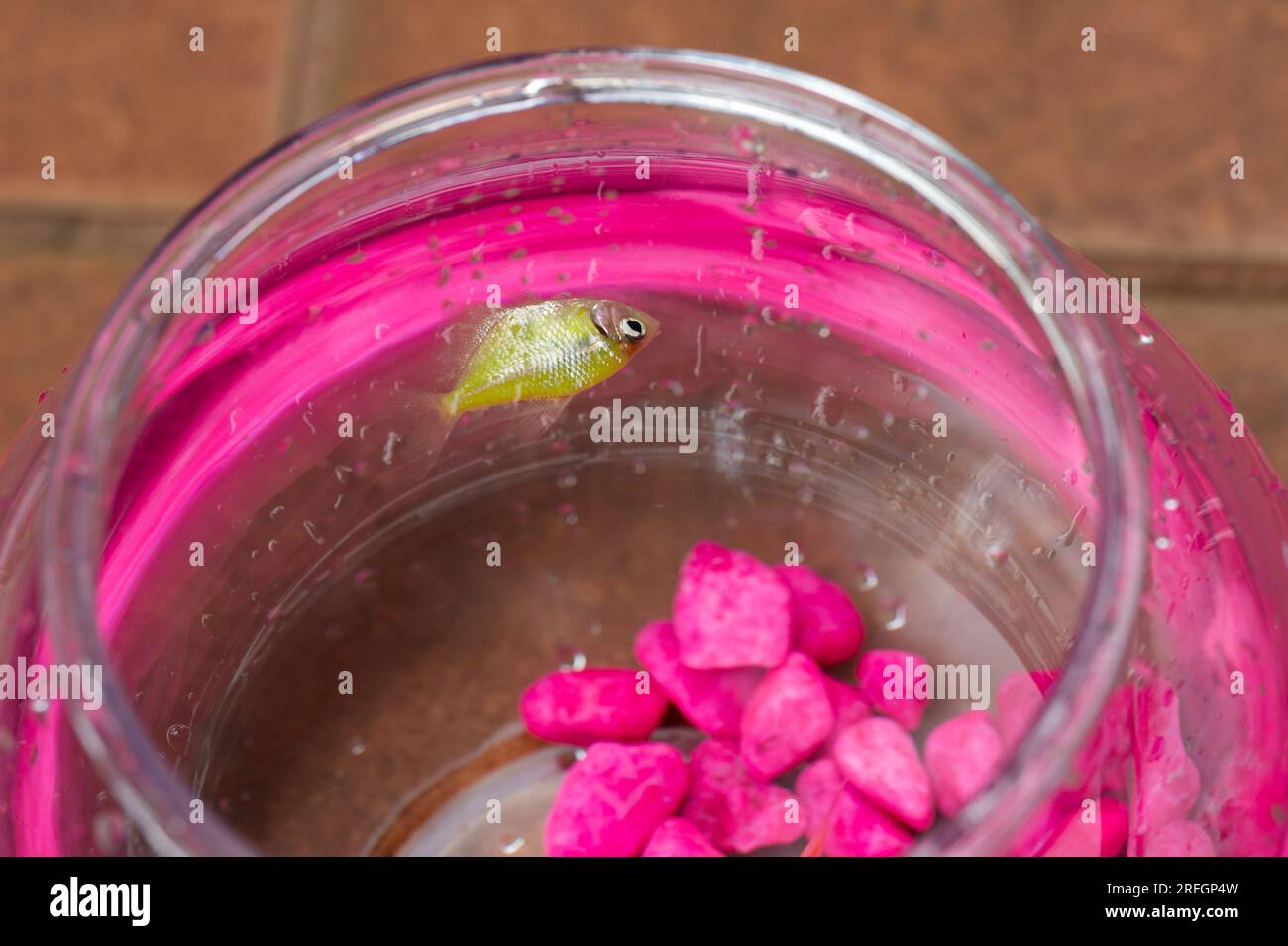 Dead fish floating in empty aquarium with pink stones Stock Photo