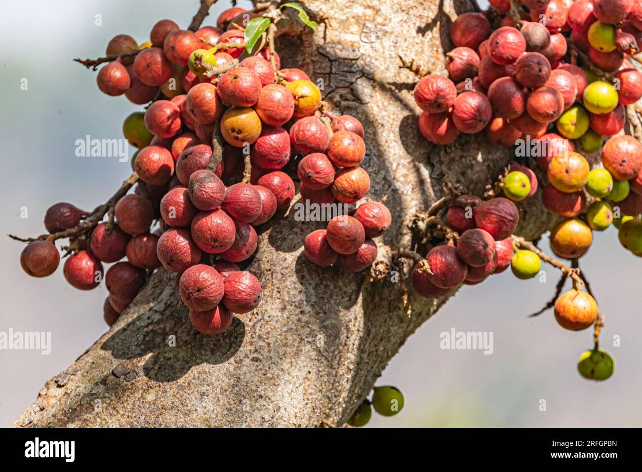 Cluster fig on a tree Stock Photo