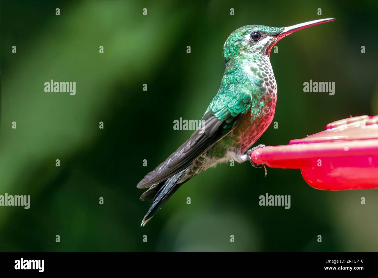 An adult female Brilliant Green Crowned Hummingbird at a feeder in the Monteverde Cloud Forest in Costa Rica. Stock Photo