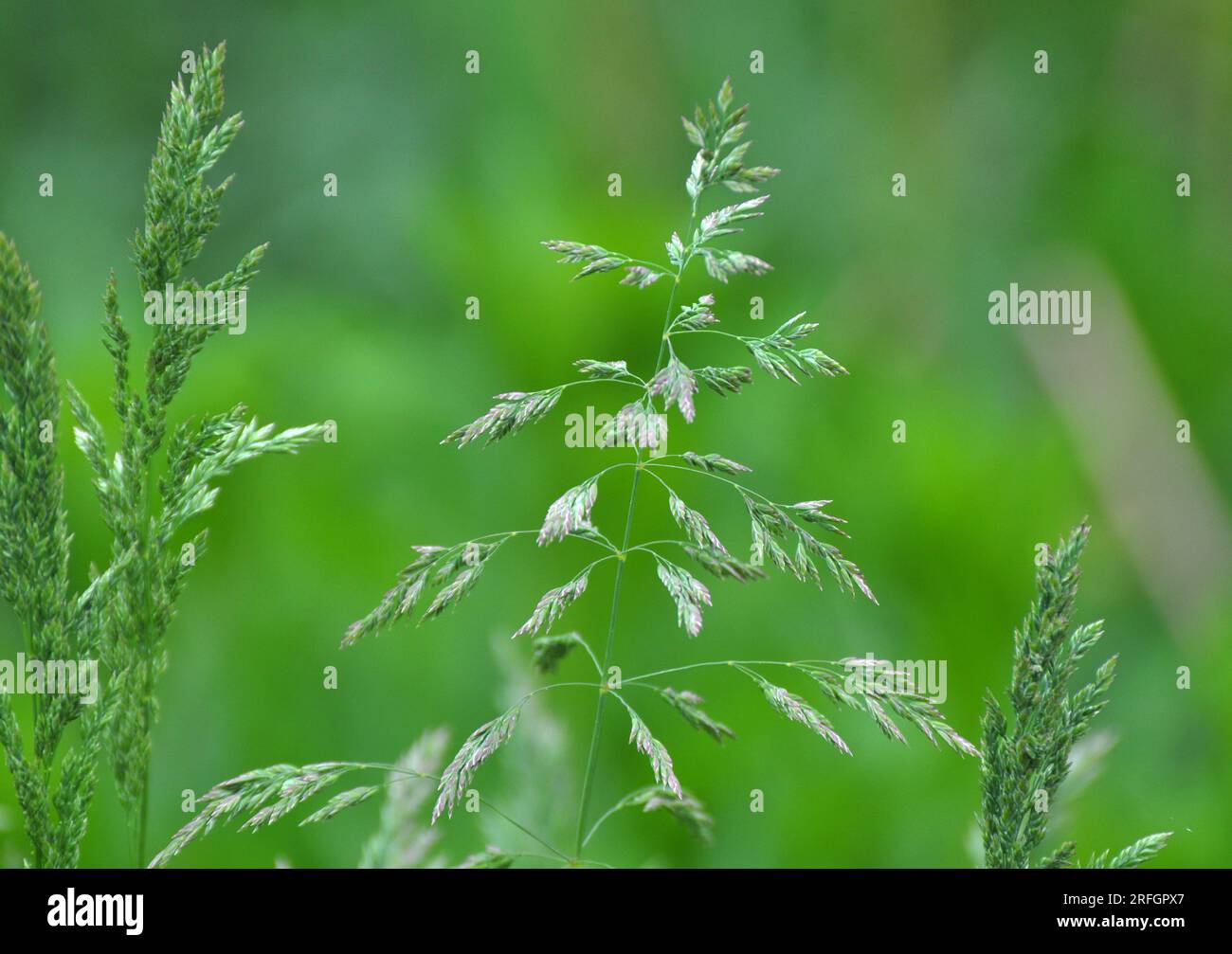 In the meadow among wild grasses in the pasture grows Poa. Stock Photo