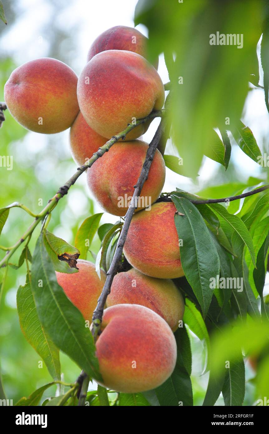 On the branch of a tree with green leaves grow ripe peach fruits Stock ...