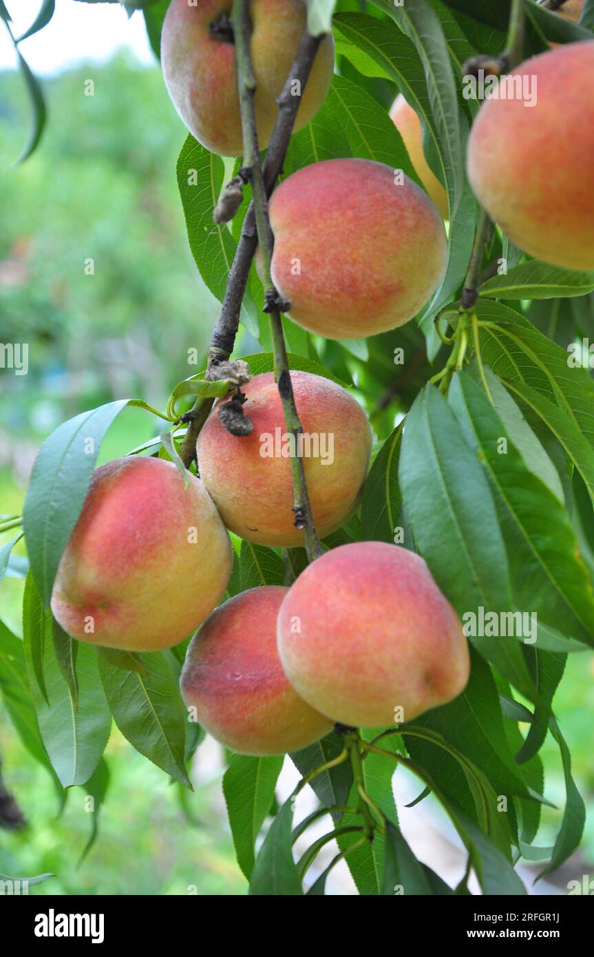 On the branch of a tree with green leaves grow ripe peach fruits Stock ...